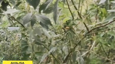 AKIILISA destroyed on a nature walk with her tight yoga pants