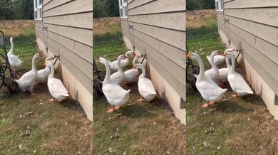 Geese Turn On Spigot and Destroy Water Supply
