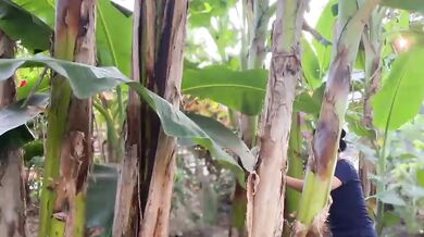 Mbokde Destroyed By Hard Rough Sex With Banana Leaves And Blossoms In Village Garden Asian College Verified Amateur Solo Female Hot Sex Videos