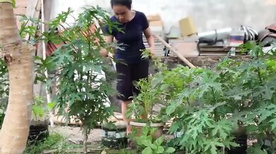 Mbokde Destroyed By Hard Rough Sex With Banana Leaves And Blossoms In Village Garden Asian College Verified Amateur Solo Female Hot Sex Videos