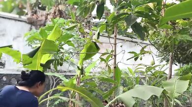 Mbokde Destroyed By Hard Rough Sex With Banana Leaves And Blossoms In Village Garden Asian College Verified Amateur Solo Female Hot Sex Videos