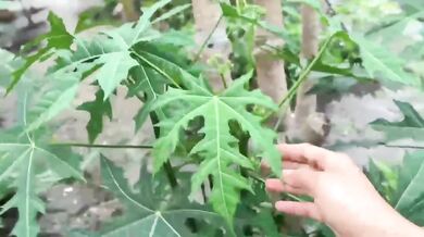 Mbokde Destroyed By Hard Rough Sex With Banana Leaves And Blossoms In Village Garden Asian College Verified Amateur Solo Female Hot Sex Videos
