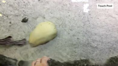 TikTok Slut Wants It Destroyed Gushing Choked