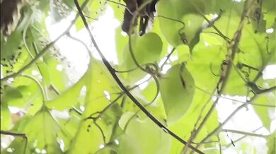 Asian Milf Amateur Wife Creampie Solo Outdoor Homemade Appleliu76