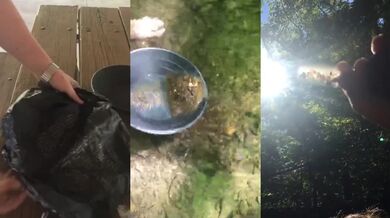 Gold Panning in the Local Forest Destroyed Gushing Choked