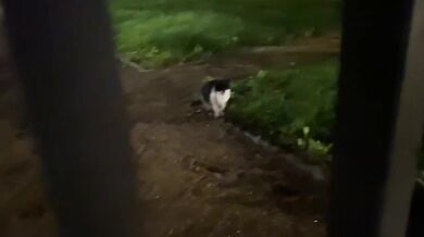 JillJillMeow Exclusive Verified Amateurs HD Porn Feeding Stray Cats vlog music video