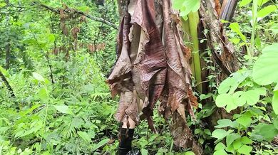 Pinay Pinatuwad sa Sagingan (Beautiful Forest Area)