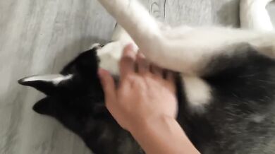 7 Minutes Is All I Can Spare Petting My Dog