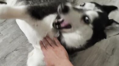 7 Minutes Is All I Can Spare Petting My Dog