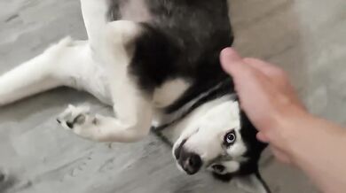 7 Minutes Is All I Can Spare Petting My Dog