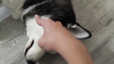 7 Minutes Is All I Can Spare Petting My Dog