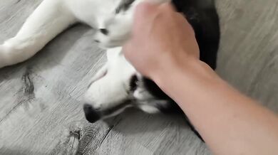 7 Minutes Is All I Can Spare Petting My Dog