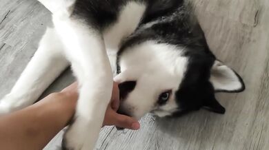 7 Minutes Is All I Can Spare Petting My Dog