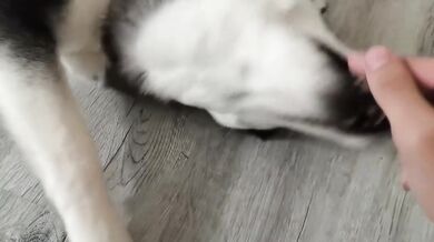 7 Minutes Is All I Can Spare Petting My Dog