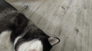 7 Minutes Is All I Can Spare Petting My Dog