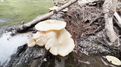 Wet Outdoor River POV Doggy Cowgirl Messy Belly Cumshot Real Amateur Blonde Couple Gushing Passionate