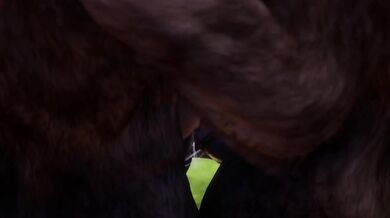 Furry Gangbang Destroyed Double Anal and Cunnilingus Wild Life