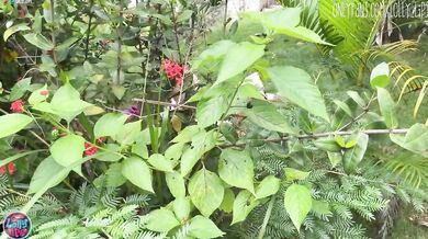 Hottie Riding Big Dick And Choked Orgasm In Bushes