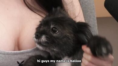 Verified Amateur HD SFW Pet Thoughts Yapping Destroyed