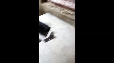 Fat Asian Big Tits Solo Girl Masturbating With Toothbrush Destroyed Gushing