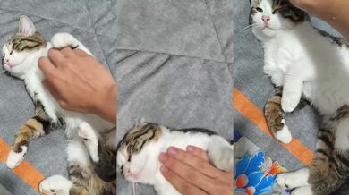 Petting My Pussy Cat in Exclusive HD Porn Verified Amateur