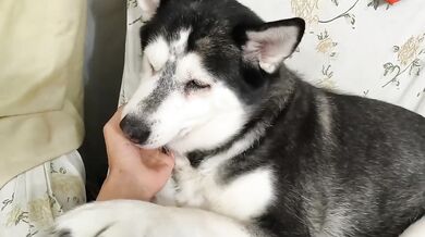 Just Petting My Adorable Cute Dog