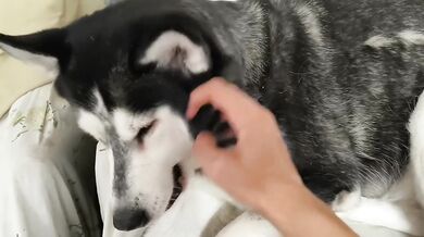 Just Petting My Adorable Cute Dog