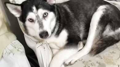 Just Petting My Adorable Cute Dog