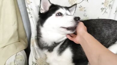Just Petting My Adorable Cute Dog