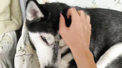 Just Petting My Adorable Cute Dog