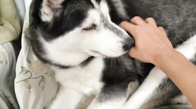 Just Petting My Adorable Cute Dog