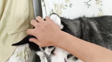 Just Petting My Adorable Cute Dog