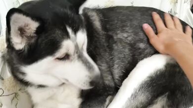 Just Petting My Adorable Cute Dog