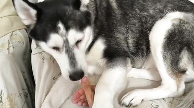 Just Petting My Adorable Cute Dog