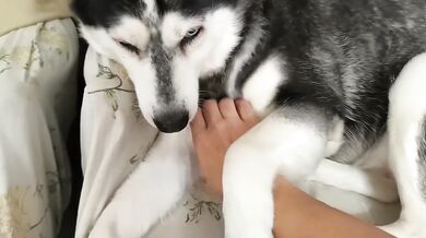 Just Petting My Adorable Cute Dog