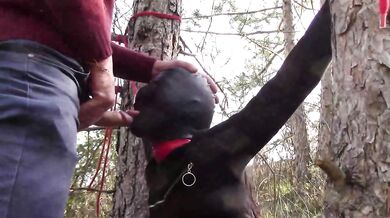 Tied To Tree Outdoors Masked Extreme Deepthroat No Mercy Wild Fucked In Woods Petite Brunette Amateur