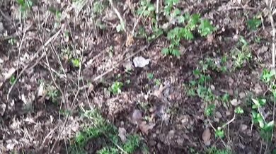 Uncensored Public Pussy Licking Brutal Girl Finishes in Mouth