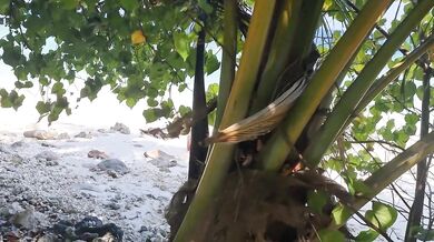 Sex On The Beach - Amateur Nudist Voyeur