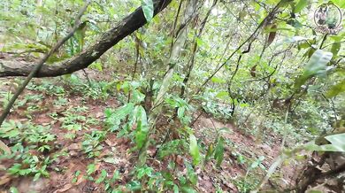 Amateur Thai villagers have sex in the forest public 4K 18+
