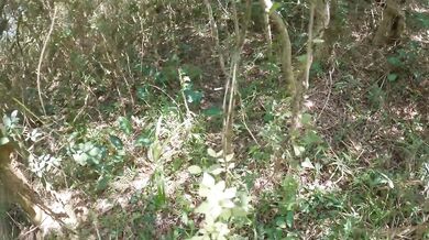 Lost In the Jungle !!! He CUMS 3 TIMES to Stranger Girl with Huge Squirting Pussy - Mr PussyLicking