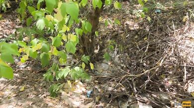 Public Blowjob in the Bushes with Stranger and Crazy Cumwalk Covered in Cum