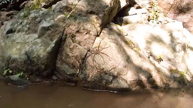 Fucking in the Jungle River