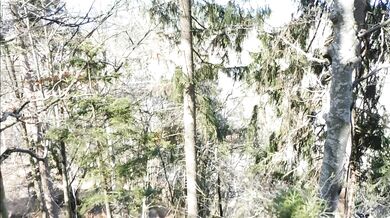 Facial in the forest in Germany