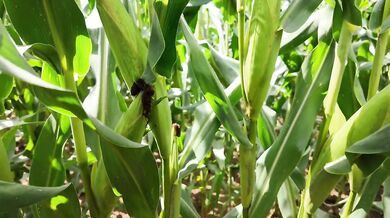 Rea takes me to a cornfield to fuck her