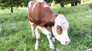 HILDE_ FRENCH -POV Roleplay vache : elle broute pas que l’herbe